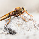 Asilus crabroniformes (Hornissen-Raubfliege)