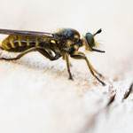 Choerades marginata (Gemeine Mordfliege)