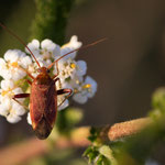 Adelphocoris ticinensis (Moor-Zierwanze)