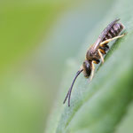 Halictus tumulorum (Gewöhnliche Goldfurchenbiene), Männchen