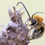 Eucera sp. (Langhornbiene)
