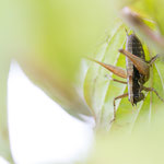 Kleine Strauchschrecke (Yersinella raymondi)