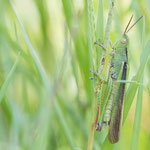 Dreifarbschrecke (Paracinema tricolor)