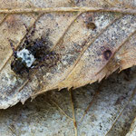Doppeldorniger Wimperbock (Pogonocherus hispidulus)