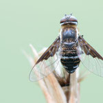 Exhyalanthrax afer (Kleiner Hosenträger-Wollschweber)