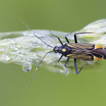 Miris striatus (Prachtwanze)