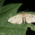 Eupithecia tantillaria (Nadelgehölz-Blütenspanner)