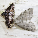 Epirrita sp.