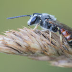 Gemeine Furchenbiene (Lasioglossum calceatum)