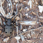 Herophila tristis