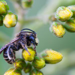 Auen-Schenkelbiene (Macropis europaea)