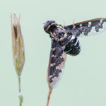 Exoprosopa jacchus (Silbriger Heideschweber)
