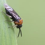 Eutomostethus ephippium (Sattelblattwespe)