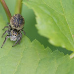 Carrhotus xanthogramma (Wipfelspringer)