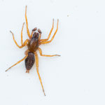 Clubiona sp.