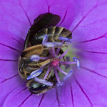 Andrena sp. (Sandbiene)