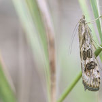 Nomophila noctuella (Wanderzünsler)