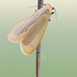 Eilema sororcula (Dottergelbes Flechtenbärchen)