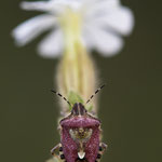 Dolycoris baccarum (Beerenwanze)