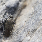 Macrosaldula variabilis