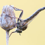 Neoepitriptus setosulus (V-Borsten-Raubfliege)