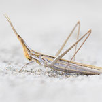 Gewöhnliche Nasenschrecke (Acrida ungarica)