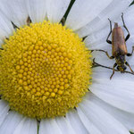 Kleiner Halsbock (Pseudovadonia livida)