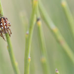 Neoscona adianta (Heideradnetzspinne)