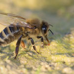 Westliche Honigbiene (Apis mellifera)