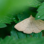 Paracolax tristalis (Trübgelbe Spannereule)