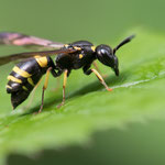 Ancistrocerus sp. (Hakenwespe)