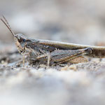 Aiolopus puissanti
