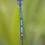 Coenagrion puella (Hufeisen-Azurjungfer)