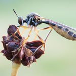 Dioctria linearis (Gestreifte Habichtsfliege)