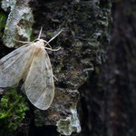 Nudaria mundana (Blankflügel-Flechtenbärchen)
