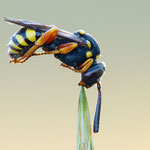 Wespenbiene (Nomada sp.)