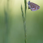 Kleiner Esparsetten-Bläuling (Polyommatus thersites)
