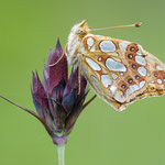 Kleiner Perlmutterfalter (Issoria lathonia)