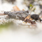 Westliche Dornschrecke (Tetrix ceperoi)