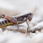 Podisma amedegnatoae