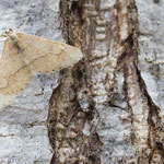 Agriopis marginaria (Graugelber Breitflügelspanner)