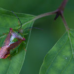 Acanthosoma haemorrhoidale (Wipfel-Stachelwanze)