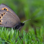 Rundaugen-Mohrenfalter (Erebia medusa)