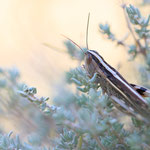 Spanischer Grashüpfer (Ramburiella hispanica)