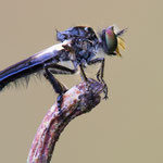 Schmuck-Rabaukenfliege (Holopogon nigripennis)