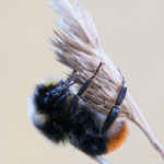 Steinhummel (Bombus lapidarius)