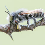 Megachile giraudi