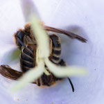 Andrena sp. (Sandbiene)
