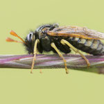 Abia nitens