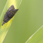 Dichrorampha plumbana